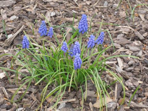 Muscari - blauwe druifjes
