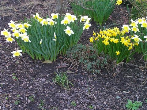 Narcis