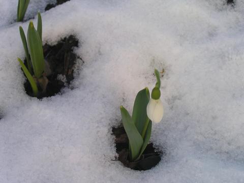 Sneeuwklokje GALANTHUS ELWESSII