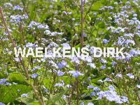 Brunnera macrophylla