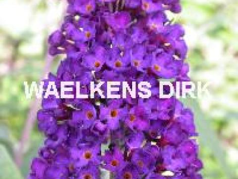 Buddleja dav. 'Black Knight'