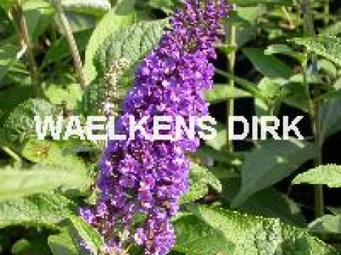 Buddleja dav. 'Empire Blue'