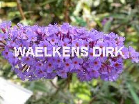 Buddleja dav. 'Nanho Blue'