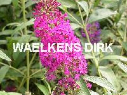 Buddleja dav. 'Pink Delight'
