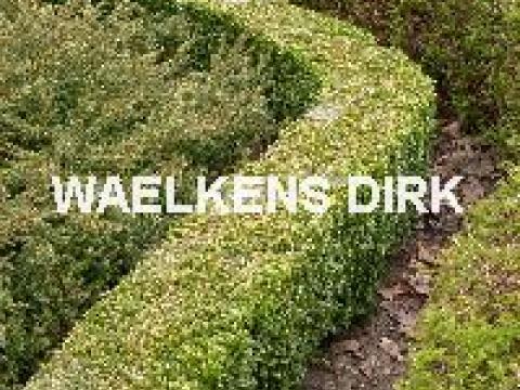 Buxus sempervirens