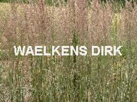 Calamagrostis acut.'Overdam'
