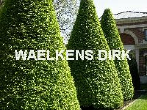 Carpinus betulus   geveerd