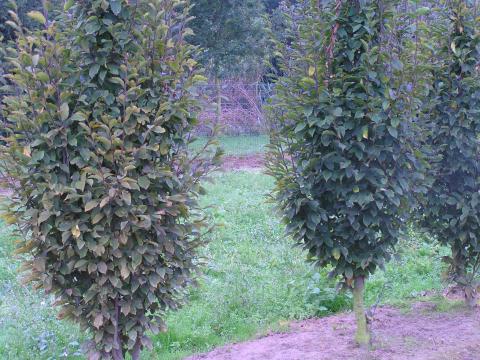 Carpinus betulus 'Fastigiata'
