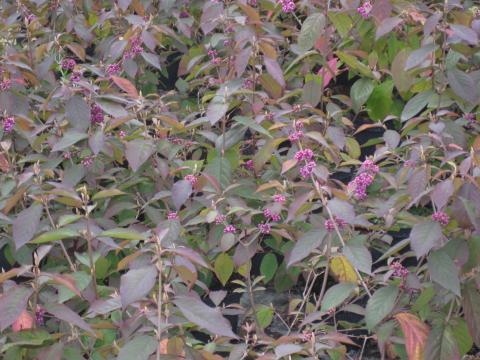 Callicarpa bodinieri 'Profusion'