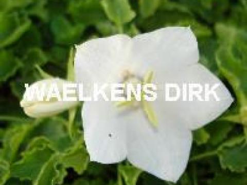 Campanula carp. 'Weisse Clips'