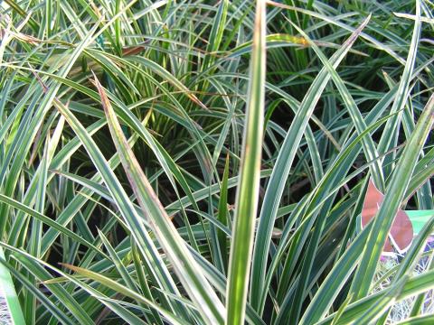 Carex morrowii 'Variegata'