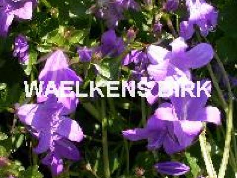 Campanula portenschlagiana