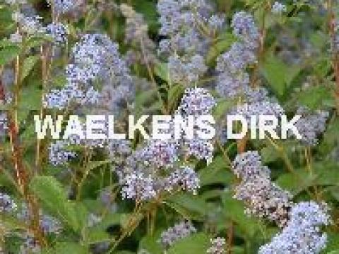Ceanothus del. 'Gl. de Versailles'