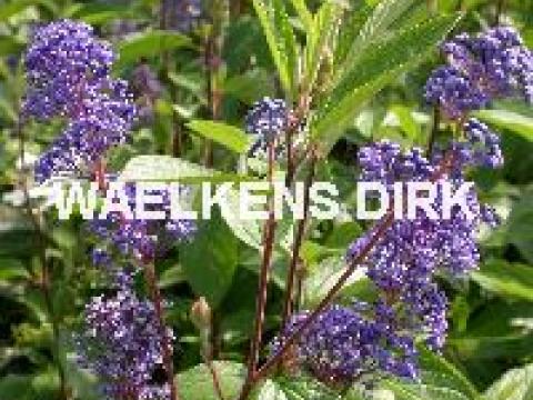 Ceanothus del. 'Henry desfosse'