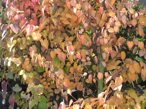 Cercidiphyllum japonicum
