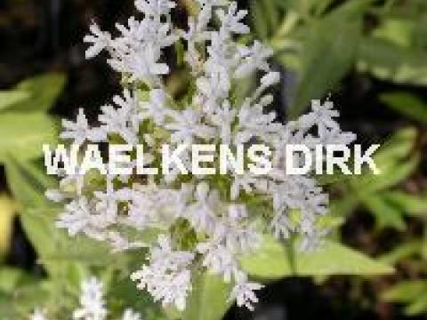 Centranthus ruber 'Albus'