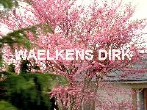 Cercis siliquastrum (Judasboom)