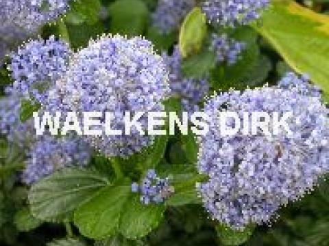 Ceanothus thyrsiflorus repens