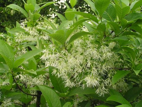 Chionanthus virginicus