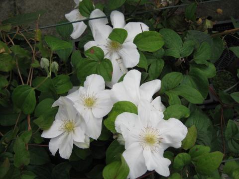 Clematis 'Madame Le Coultre'