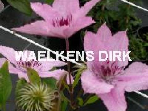 Clematis 'Hagley Hybrid'