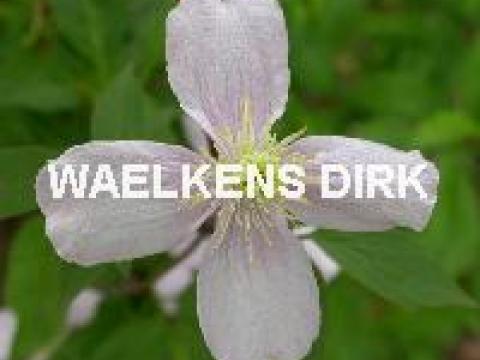Clematis montana rubens