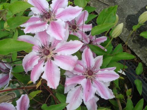 Clematis 'Nelly Moser'