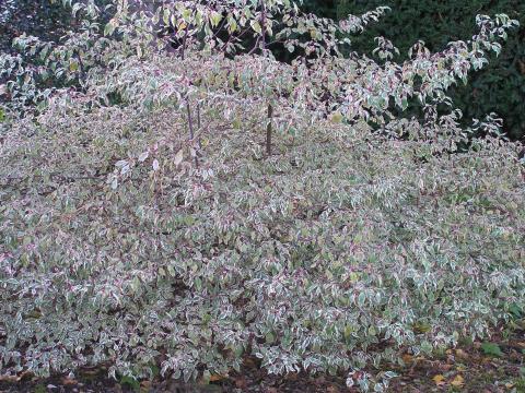 Cornus alternifolia argentea