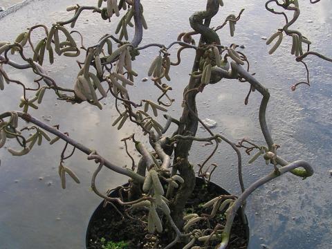 Corylus avellana 'Contorta'