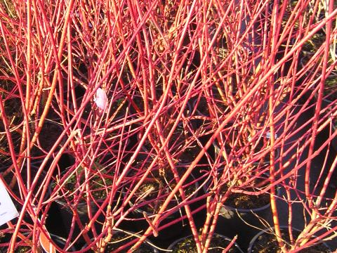 Cornus alba 'Sibirica'