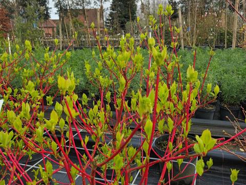 Cornus alba 'Sibirica'