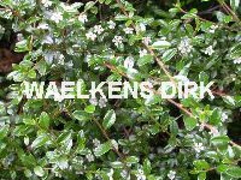 Cotoneaster 'Coral Beauty'