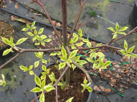 Cornus controversa 'Variegata'