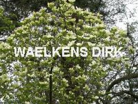 Cornus 'Eddie's White Wonder'