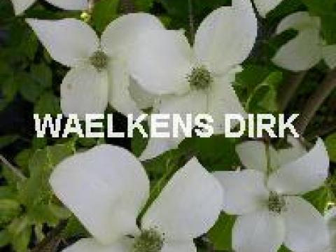 Cornus kousa 'China Girl'