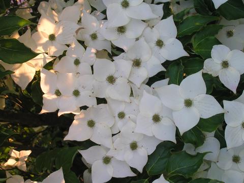 Cornus kousa 'Milky way'