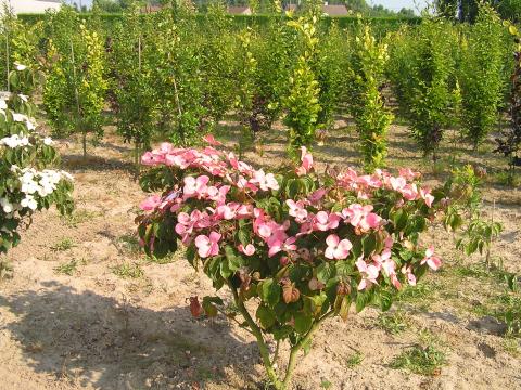 Cornus kousa 'Satomi'