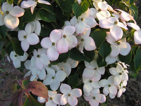Cornus kousa 'Wieting Selekt'
