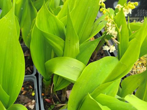 Convallaria majalis MEIKLOKJE