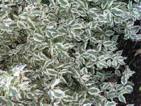 Cornus mas 'Variegata'