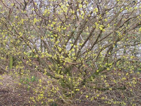 Cornus officinalis