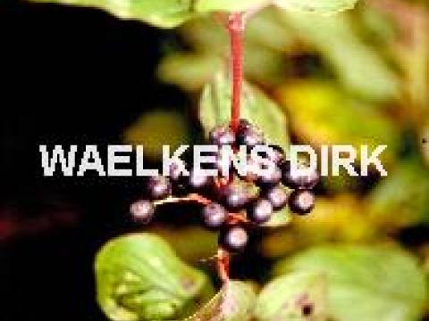Cornus sanguinea
