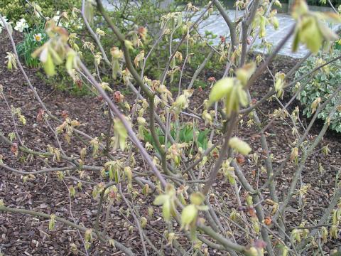 Corylopsis spicata