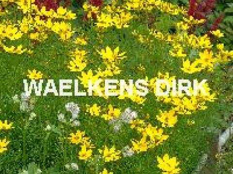 Coreopsis verticillata