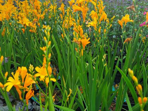 crocosmia gold dust