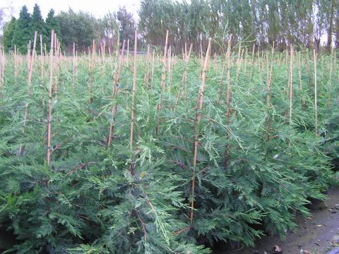 Cupressocyparis leylandii