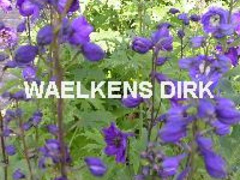 Delphinium (P) 'Black Knight'