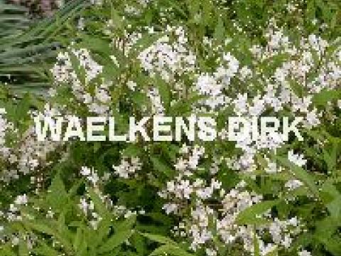 Deutzia gracilis 'Nikko'