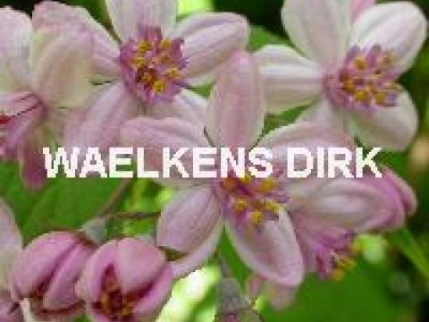Deutzia hybrida 'Mont Rose'