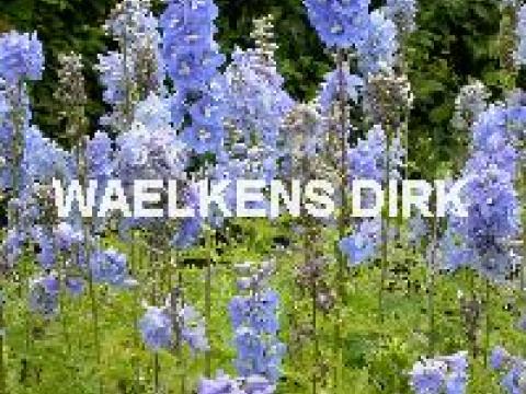 Delphinium (P) 'Summer Skies'